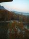 autumn trees
