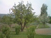 plane on tree