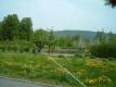 the garden