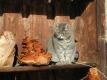 cat taking a sun bath
