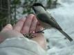 birds hungry